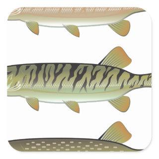 Musky Tiger musky and Northern Pike vector Square Sticker