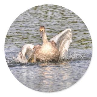 Mute Swan Wildlife Waterfowl Photo Classic Round Sticker
