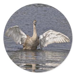 Mute Swan Wildlife Waterfowl Photo Classic Round Sticker