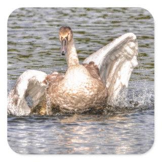 Mute Swan Wildlife Waterfowl Photo Square Sticker