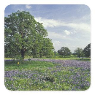 N.A, USA, Texas, Lake Buchanan, Oaks and Blue Square Sticker
