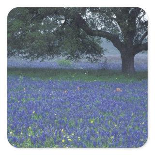 NA, Texas, Devine, Oak and blue bonnets Square Sticker