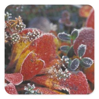 NA, USA, Alaska, Denali NP Frosted, fall-colored Square Sticker