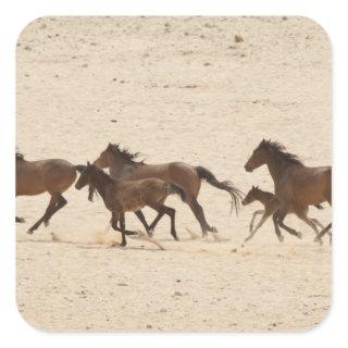 Namibia, Aus. Group of running wild horses on Square Sticker