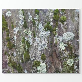 Nature Moss Lichen Camouflage Photo