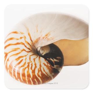 Nautilus seashell (Nautilus stenomphalus) Square Sticker