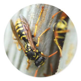 Nest of wasps classic round sticker