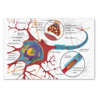 Neurons Nerve Healthy Tissue Paper