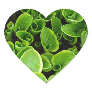 New green hosta plants in garden heart sticker