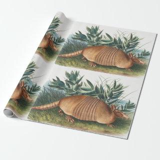 Nine-banded Armadillo (Dasypus Peba) Illustration