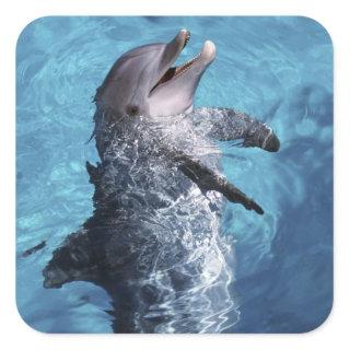 North America, USA, Hawaii. Dolphin 2 Square Sticker