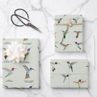 North American Hummingbirds  Sheets