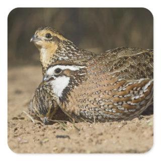 Northern Bobwhite quail babies at pond for drink Square Sticker