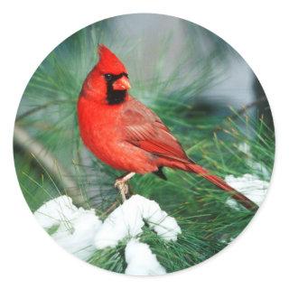Northern Cardinal male on tree, IL Classic Round Sticker