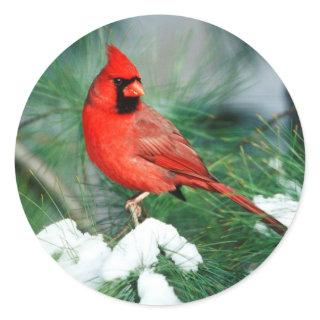 Northern Cardinal male on tree, IL Classic Round Sticker