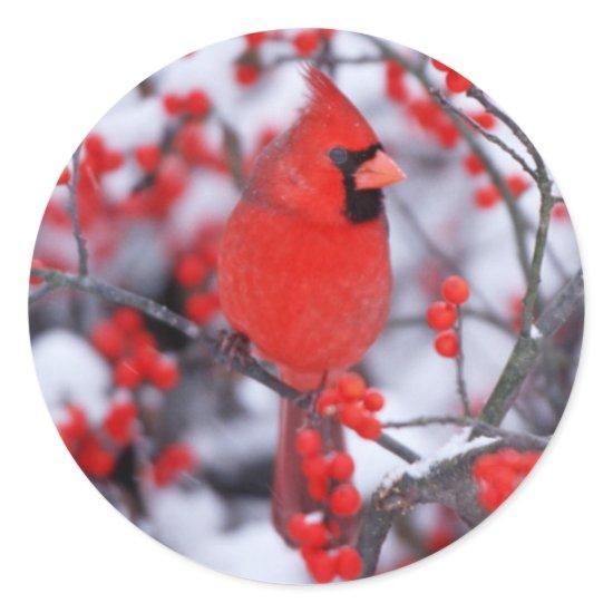 Northern Cardinal male, Winter, IL Classic Round Sticker