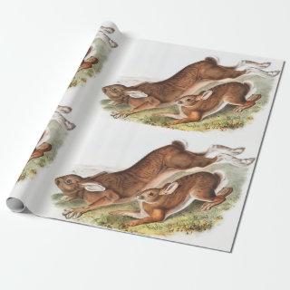 Northern Hare (Lepus Americanus) Illustration