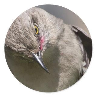 Northern Mockingbird takes a Bow Apparel & Gifts Classic Round Sticker
