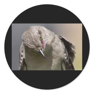 Northern Mockingbird takes a Bow Apparel & Gifts Classic Round Sticker