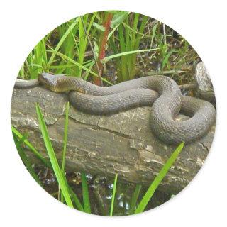 Northern Water Snake Basking on Log Multiple Items Classic Round Sticker