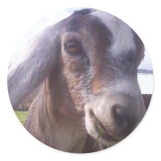 Nubian Goat Classic Round Sticker