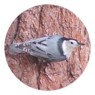 Nuthatch Bird Stickers