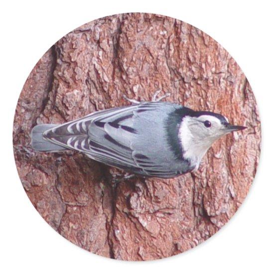 Nuthatch Bird Stickers