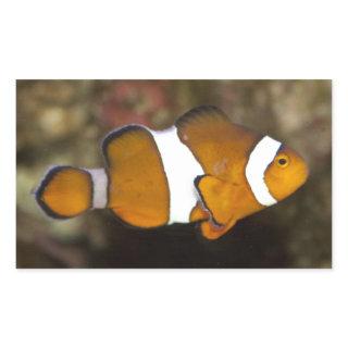Ocellaris Clownfish Rectangular Sticker
