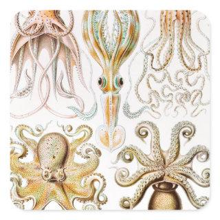 Octopus Squid, Gamochonia by Ernst Haeckel Square Sticker