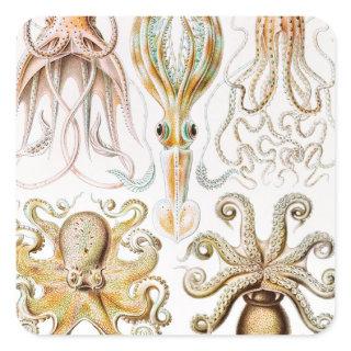 Octopus Squid, Gamochonia by Ernst Haeckel Square Sticker