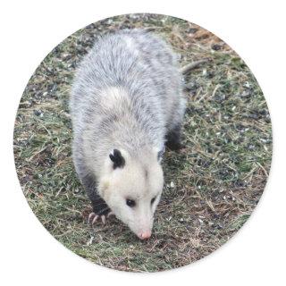 Opossum Photo Classic Round Sticker