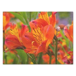 Orange Alstroemeria (Peruvian Lily) Tissue Paper