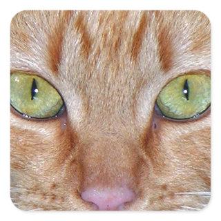 Orange Cat Eyes Square Sticker