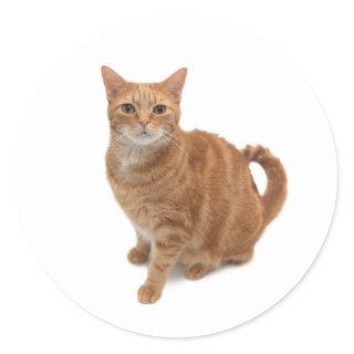 Orange Cat Standing Classic Round Sticker