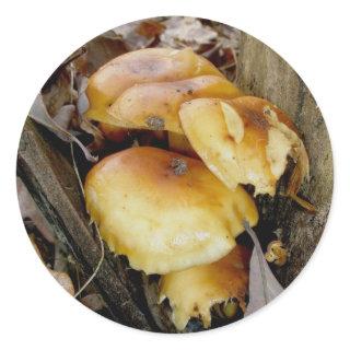 Orange Colony Mushrooms Stickers
