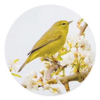Orange-Crowned Warbler Amid the Cherry Blossoms Classic Round Sticker