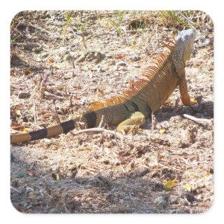 Orange Iguana hunts Square Sticker