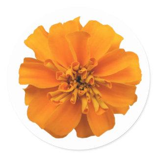 Orange Marigold Flower Classic Round Sticker