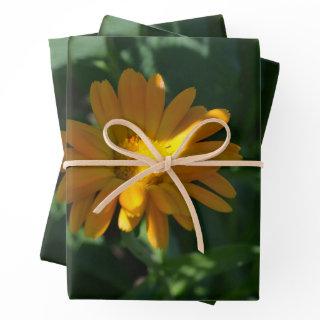Orange Pot Marigold Flower (Calendula officinalis)  Sheets