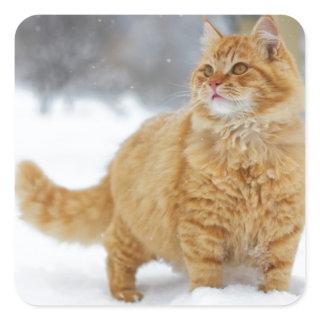 Orange Tabby in the snow Square Sticker