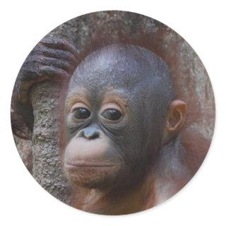 Orangutan Baby in Forest Classic Round Sticker