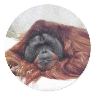 Orangutan Classic Round Sticker