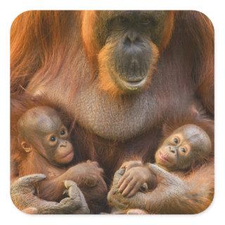 Orangutan Mother Holding Two Babies Square Sticker