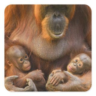 Orangutan Mother Holding Two Babies Square Sticker