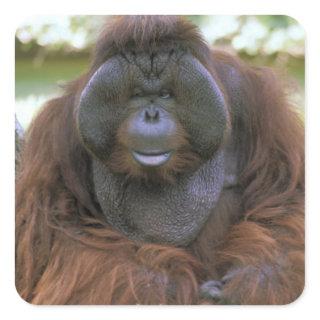 Orangutan Pongo Pygmaeus Square Sticker