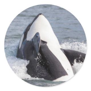 Orca whale breaching classic round sticker