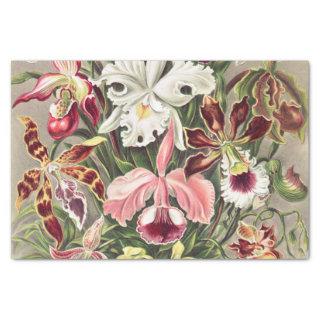 Orchids, Orchideae Denusblumen by Ernst Haeckel Tissue Paper