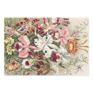 Orchids, Orchideae Denusblumen by Ernst Haeckel  Sheets