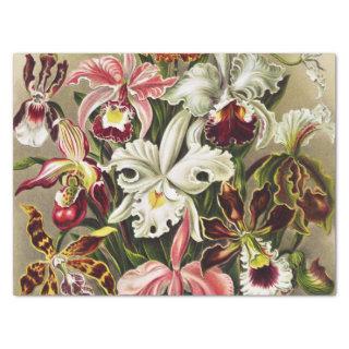 Orchids, Orchideae Denusblumen Ernst Haeckel  Tissue Paper