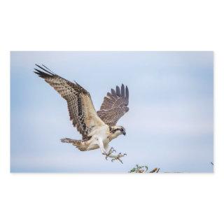 Osprey landing in the nest rectangular sticker